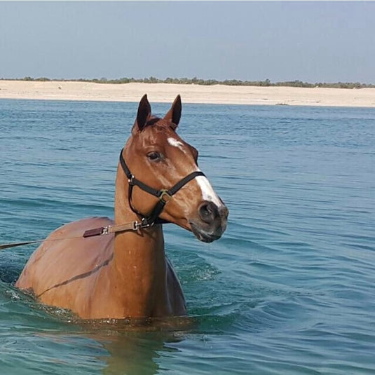 Swim With Horses Including Beach Ride, Meditation