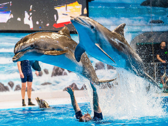 Dolphin and Seal Show @ Dubai Dolphinarium (Ticket only)