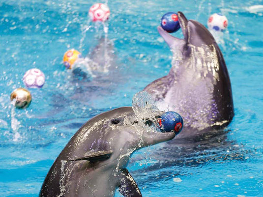 Dolphin and Seal Show @ Dubai Dolphinarium (Ticket only)