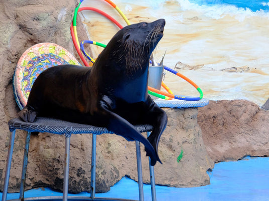 Dolphin and Seal Show @ Dubai Dolphinarium (Ticket only)